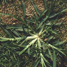 Goosegrass: Eleusine indica